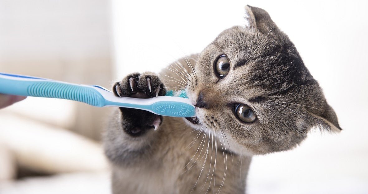 How to Take Care of Your Cat's Teeth? - Neakasa