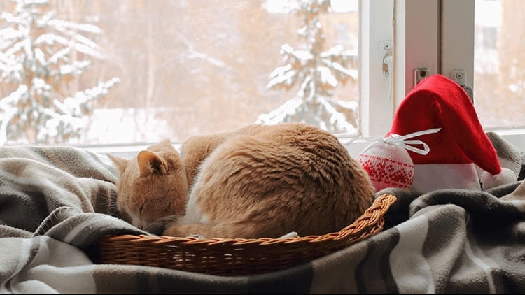 How to Tell If Your Cat Is Cold: Signs, Risks, and Solutions