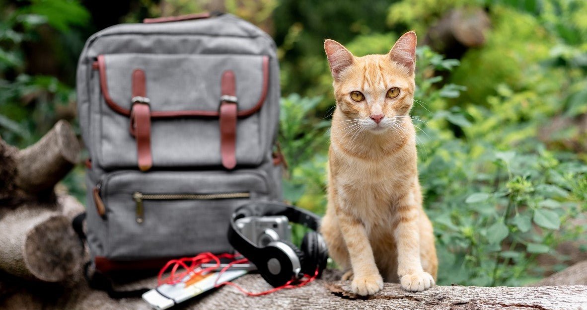 How to Travel With Your Cat? - Neakasa