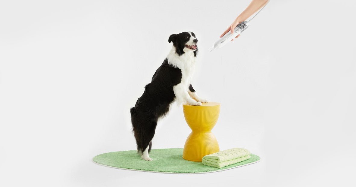 Human Hair Dryer VS Dog Blow Dryer - Neakasa