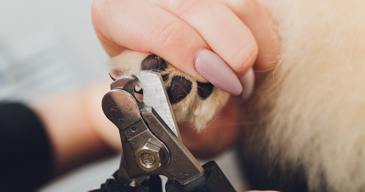 Is it Bad to Cut Your Dog's Nails Too Short? - Neakasa