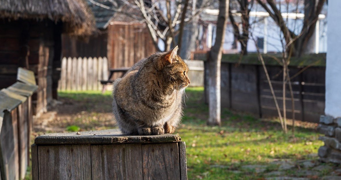 Is Outdoor Cat House Useful in Winter? - Neakasa