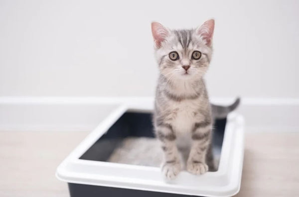 Kitten Litter Box Training: How to Transition to a Smart Litter Box Safely