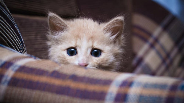 Best Litter for Anxiety Cats: Complete Guide to Stress-Free Solutions