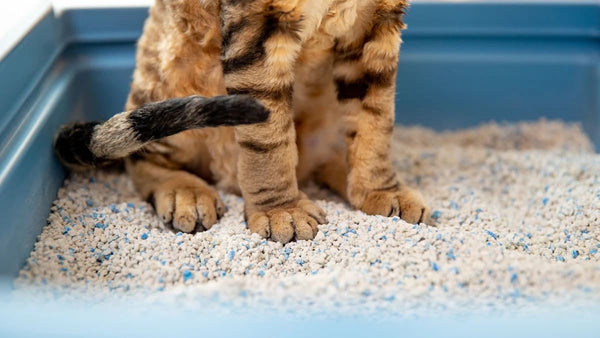 Best Low Tracking Cat Litter: Top Picks for Cleaner Homes