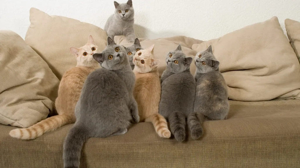 Multi-Cat Litter Box Solution: Solving Conflicts & Monitoring Health with Neakasa M1