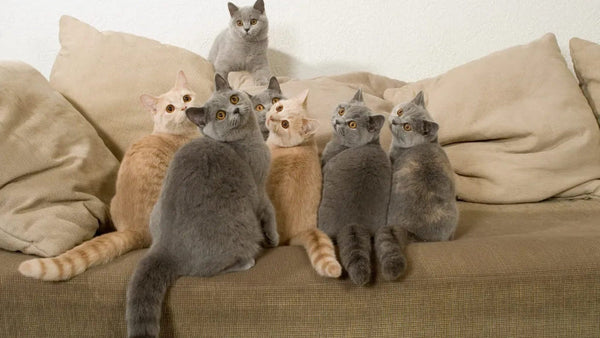 Multi-Cat Litter Box Solution: Solving Conflicts & Monitoring Health with Neakasa M1