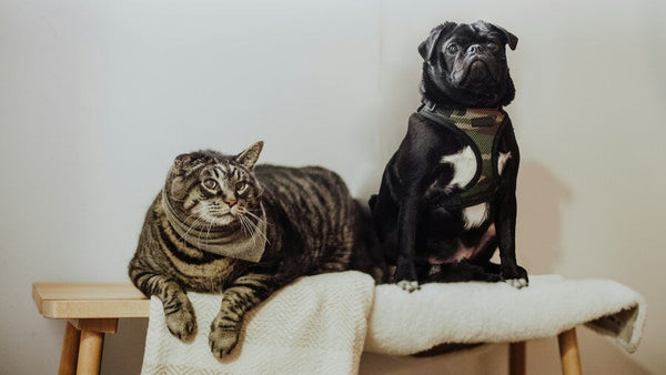 National Pet Memorial Day 2025: Meaning, History & How to Honor Pets