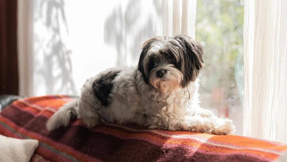 Smart Pet Care Trends 2026 | Expert Reviews and Shopping Guide by Neakasa