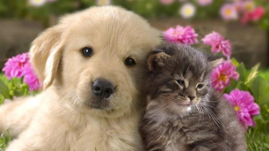 Is Your State in Flea Season? March Spring Cleaning Guide for Pet Parents