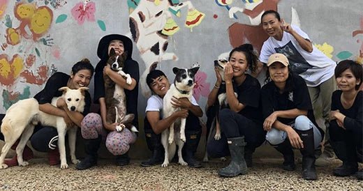 Save the Animals! Neakasa Donated Grooming Kit and Money to Dog Rescue Organization in Japan - Neakasa