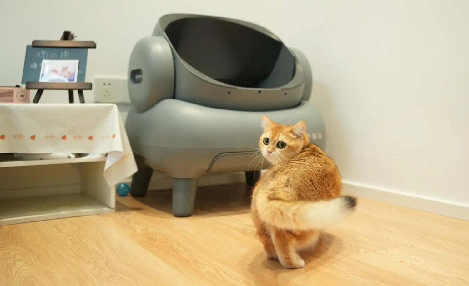 Tiny Apartment? Where to Put the Litter Box to Save Space & Stop Odors