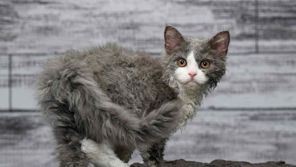 curly hair cat