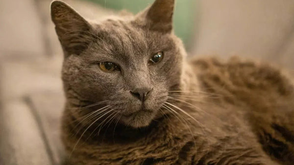 4 Simple Tweaks to Fix Your Senior Cat's Litter Box Problems Today