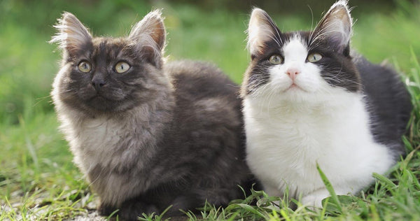 Should You Pick a Longhair Cat or a Shorthair Cat? - Neakasa