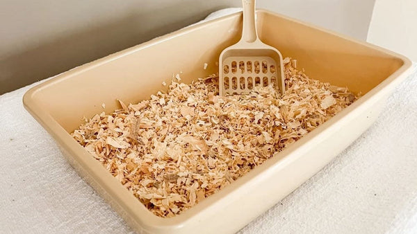 Sifting Litter Boxes 101: Do They Really Save Time & Money?