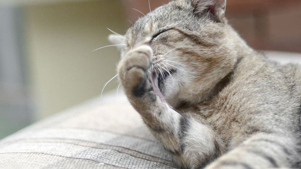 NYC & LA Cat Owners: Is Your Kitty Sneezing? 3 Signs of Spring Allergies in Urban Pets