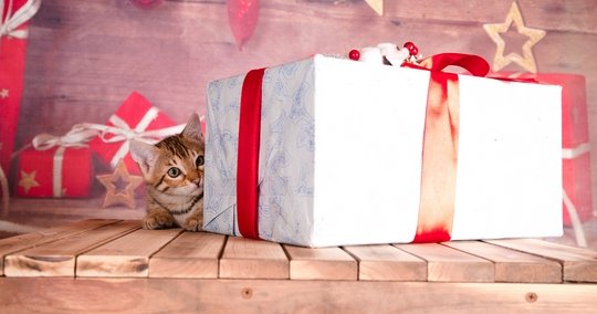 Top 10 Gifts for Cat Lovers This New Year! - Neakasa