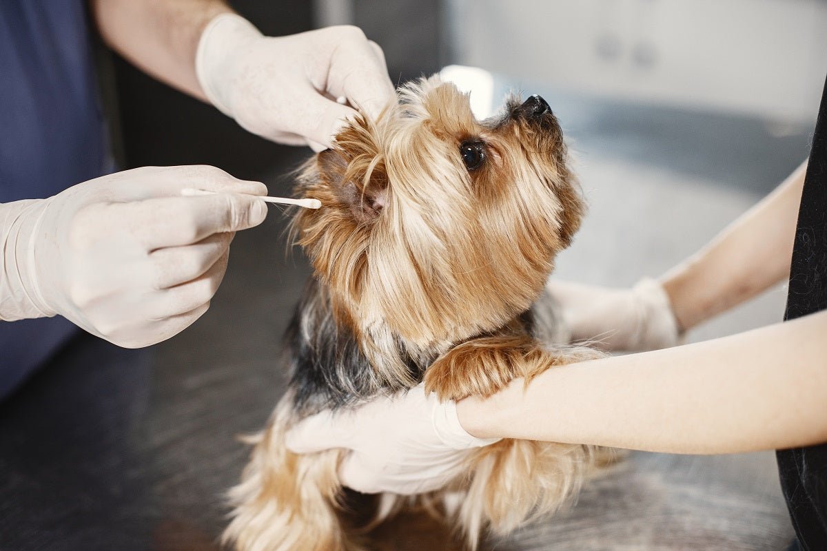 Top 12 Dog Grooming Tips for Pet Owners - Neakasa