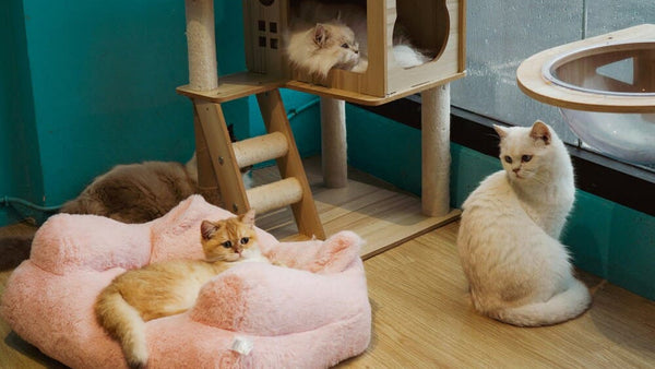 Top Cat Products and Online Communities for Cat Enthusiasts in 2025