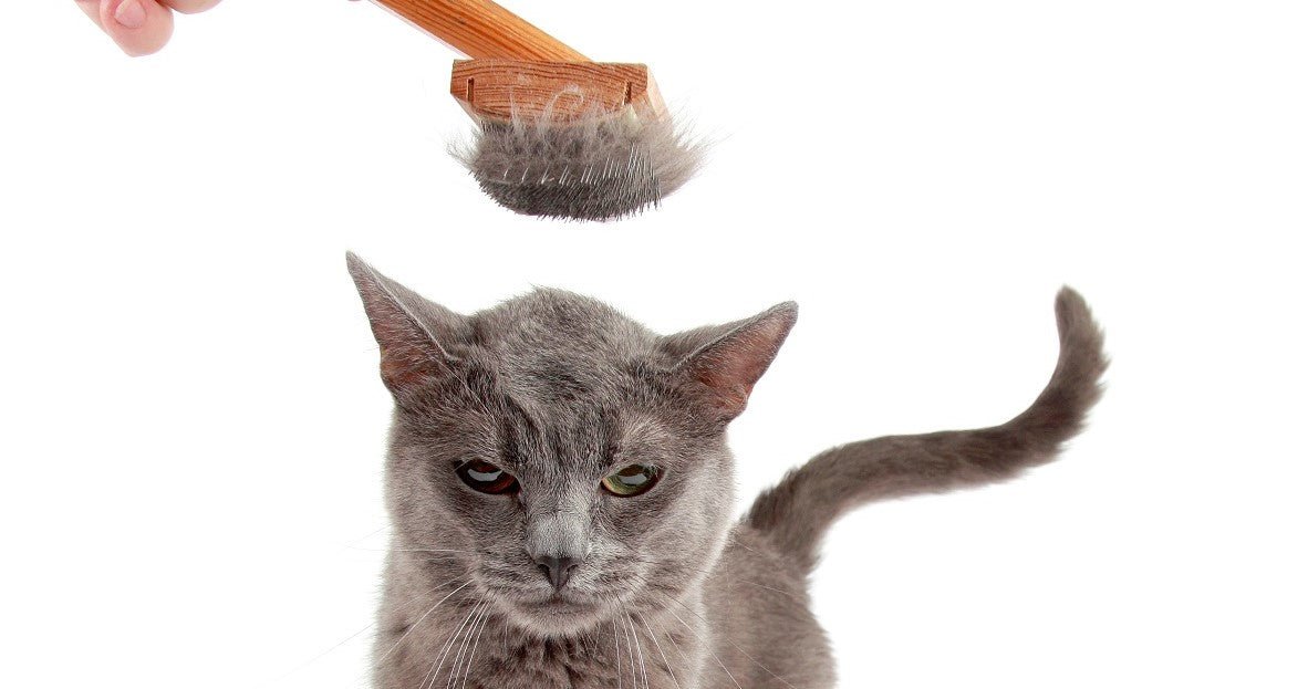 What Are The Best Cat Brushes? - Neakasa