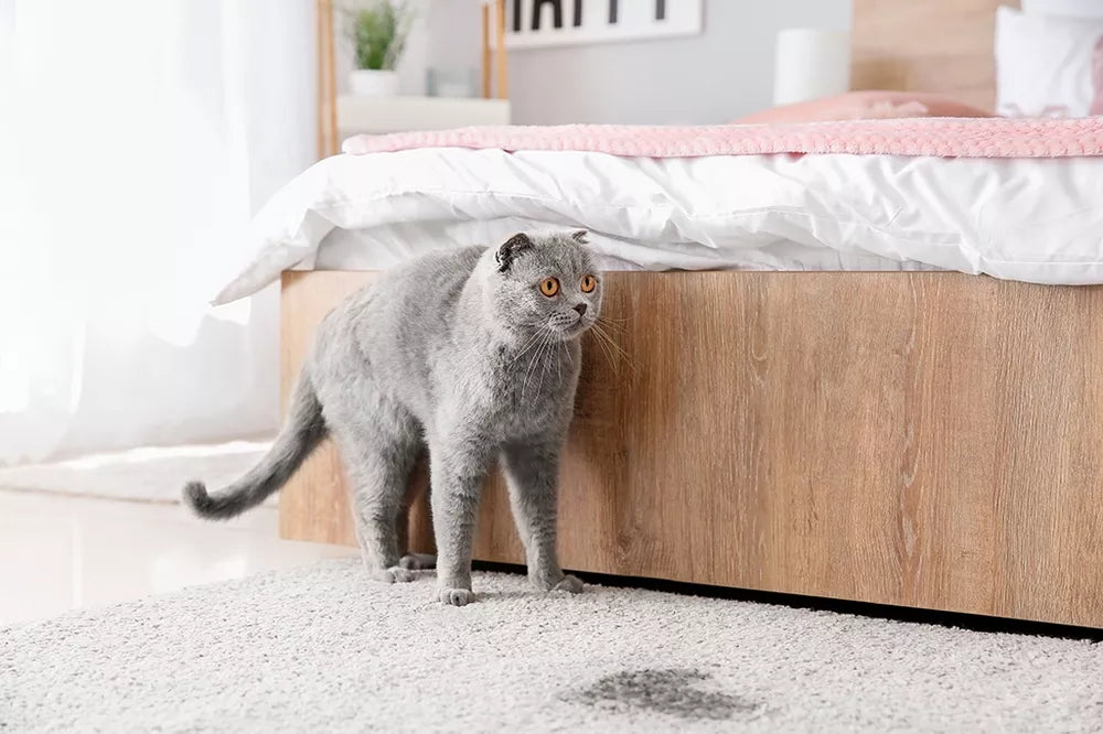 What Causes Crystals in Cat Urine? 3 Hidden Triggers & Vet-Approved Fixes