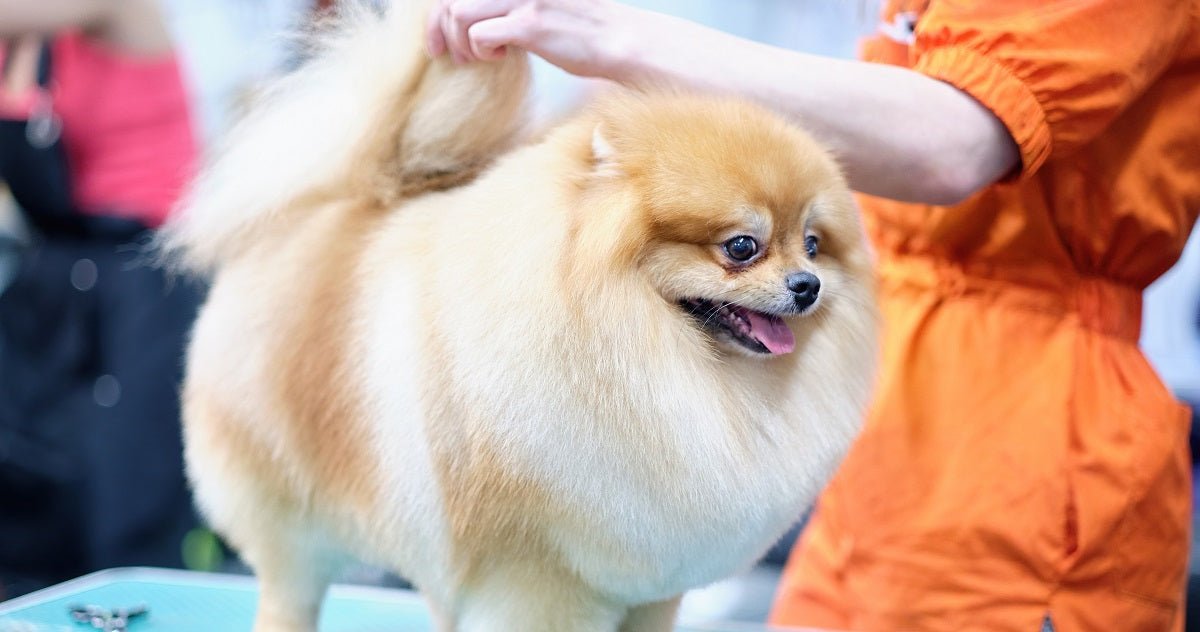 What Does Professional Grooming Mean? - Neakasa