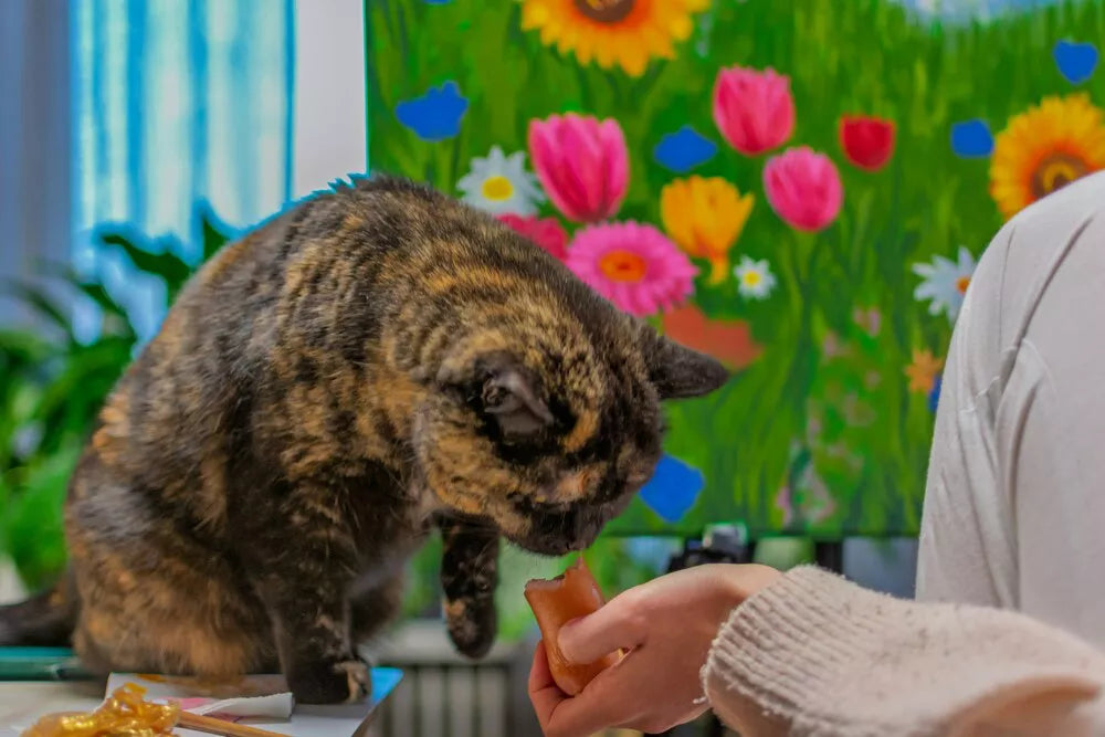 What Human Food Can Cats Eat? The Ultimate Safe Feeding Guide
