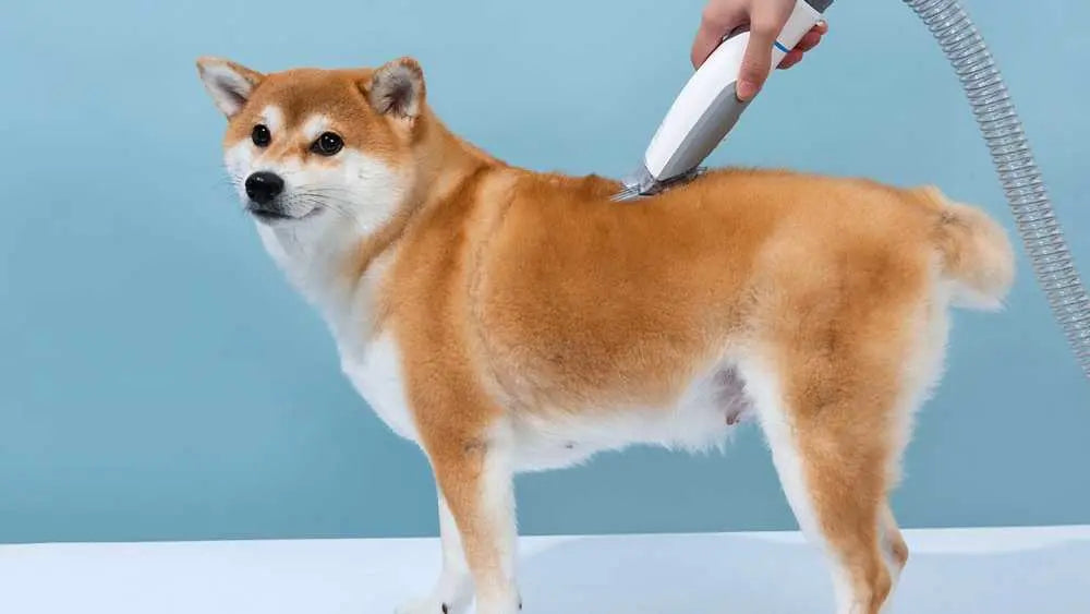 Is Buying a Pet-Friendly Dog Vacuum Brush Worth It?