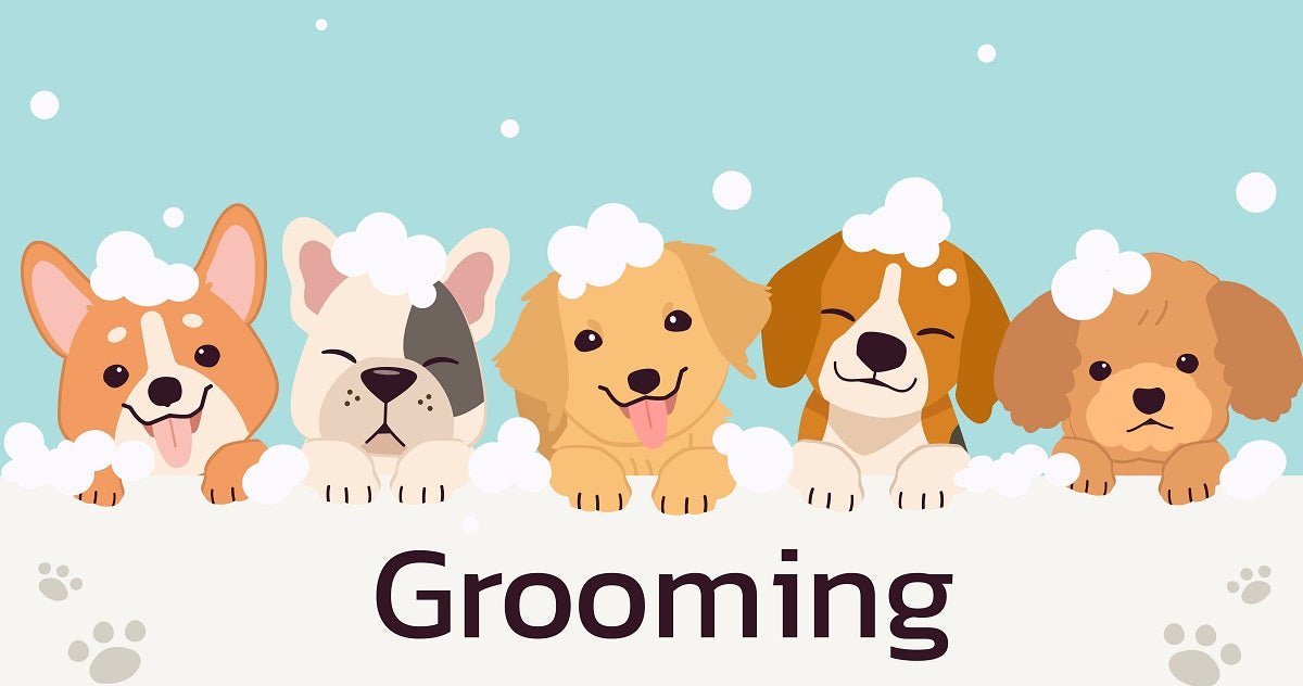 What Is The Meaning of Pet Grooming? - Neakasa