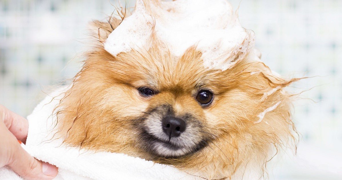 Is dog shampoo shop good for human hair