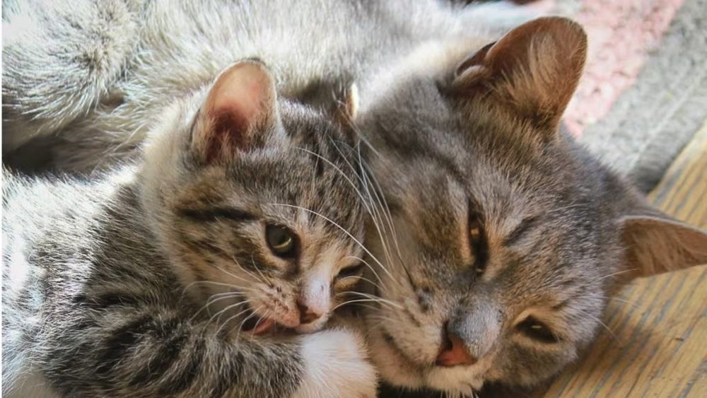 10 Clear Signs Your Cat Is in Heat And How to Help Her