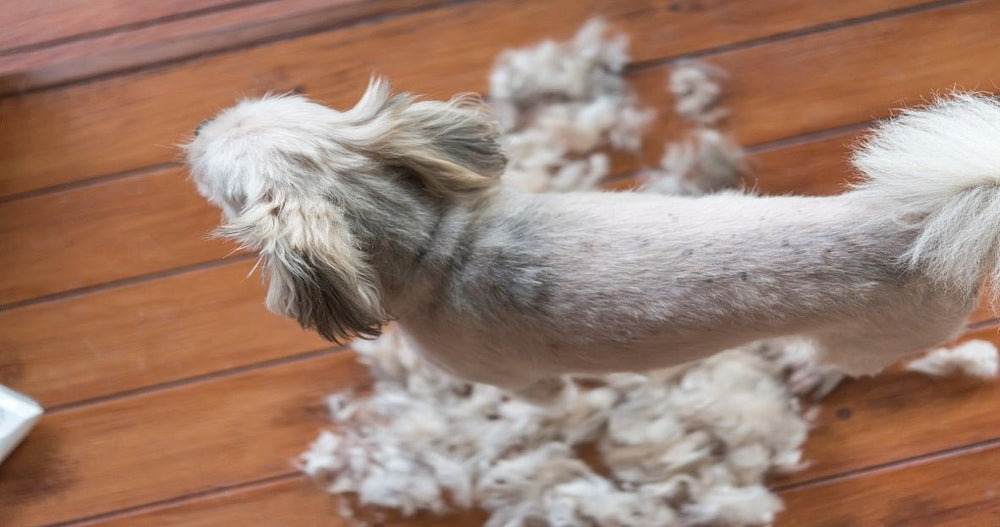 Curated visual reference: Visual Reference: Why And When Dog Shedding