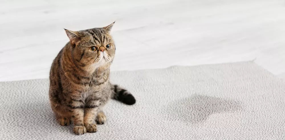 Why Is My Cat Peeing Outside the Litter Box? Cat Spraying vs Peeing Guide