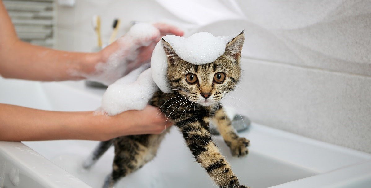 Why Does Pet Grooming Important? - Neakasa