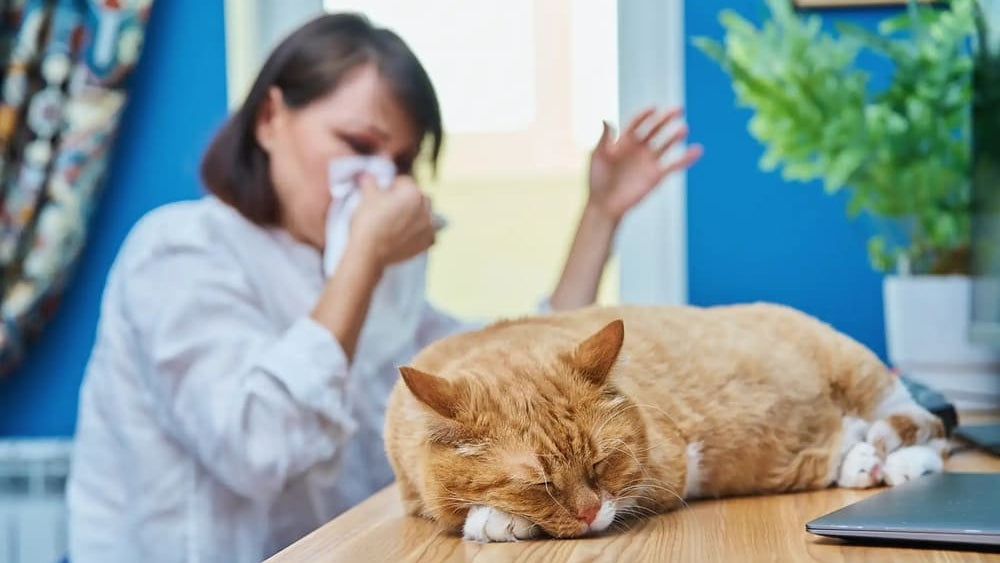 Why Does Your Cat Litter Box Smell Like Ammonia? (And How to Fix It)