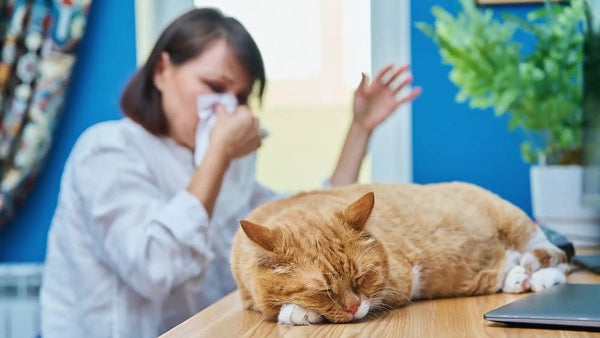 Why Does Your Cat Litter Box Smell Like Ammonia? (And How to Fix It)