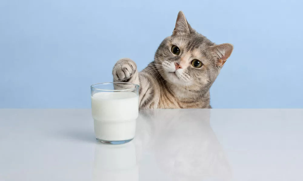 Why is Milk Bad for Cats? Symptoms & A 24-Hour Action Plan