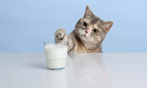 Why is Milk Bad for Cats? Symptoms & A 24-Hour Action Plan