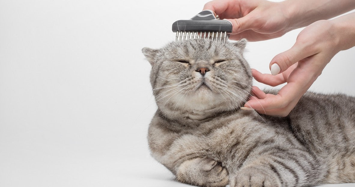 Why is My Cat Not Cleaning Itself?