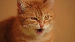 In this article, we'll explore the various reasons why cat sneezing