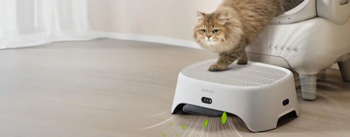 Litter Mess Subtle pet odors build up and affect overall air freshness.