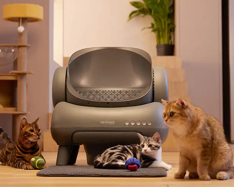 best litter box for multiple cats