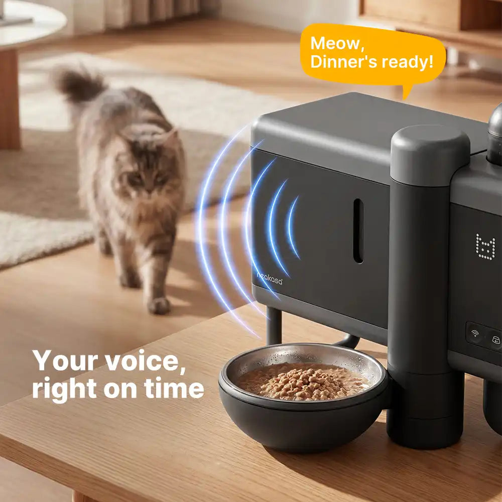 Cat responding to voice call from Riko